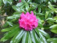 /album/galeria-de-fotos-rhododendron-sp/r-113-jpg/